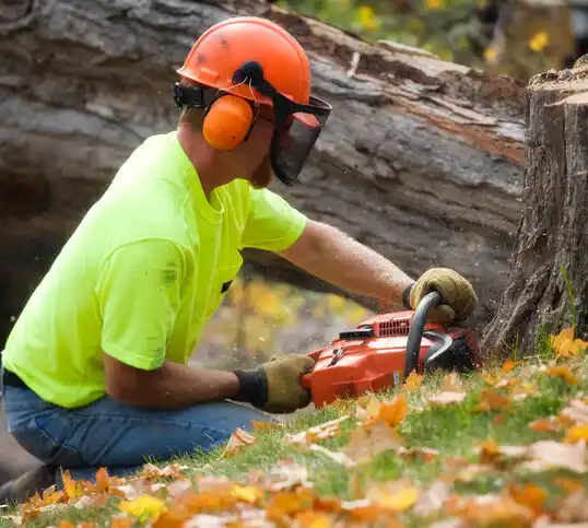 tree services Homeworth